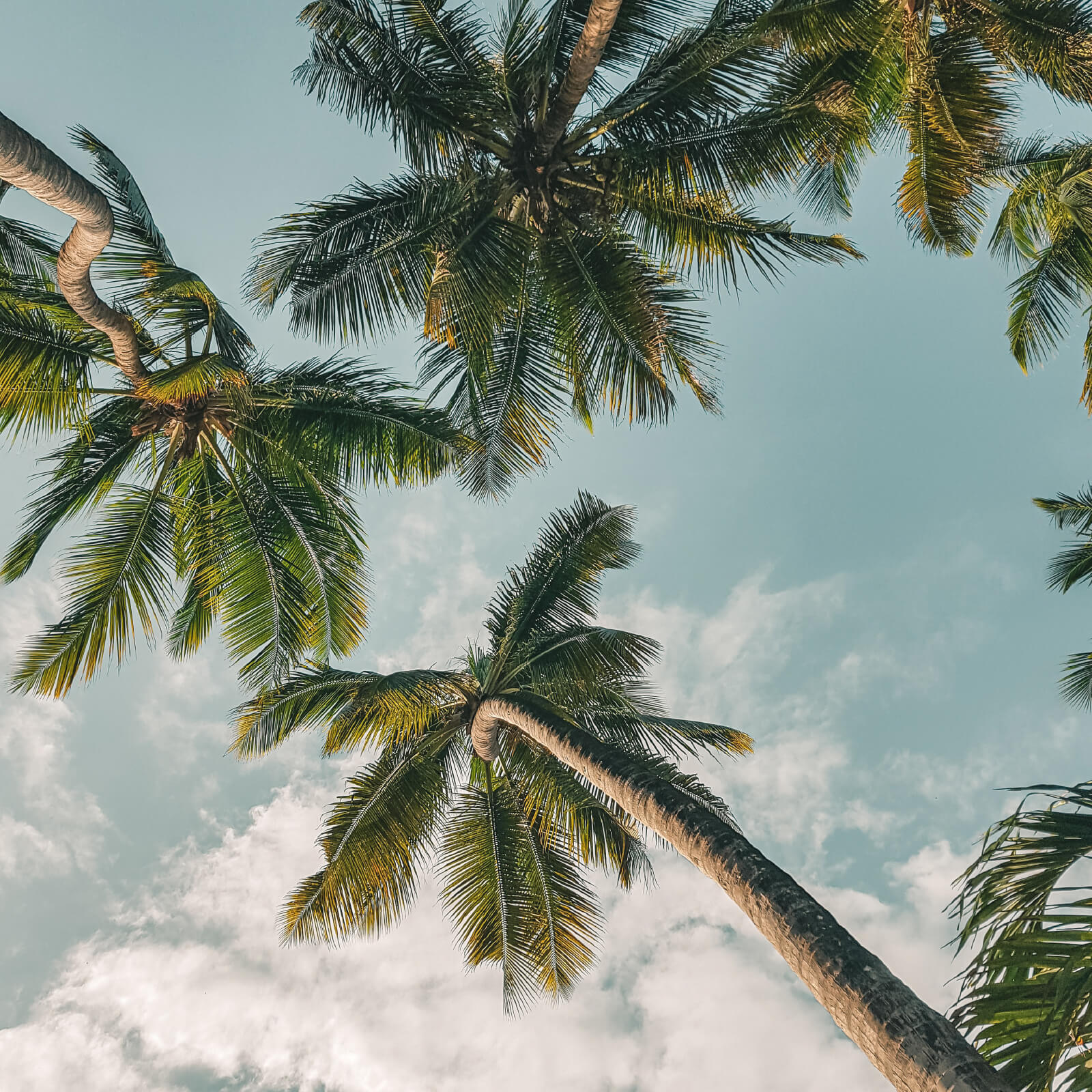 Palm Trees from below